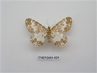 藏品(尺蛾115)的圖片